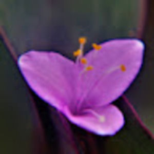 Meet your Posher, Mia